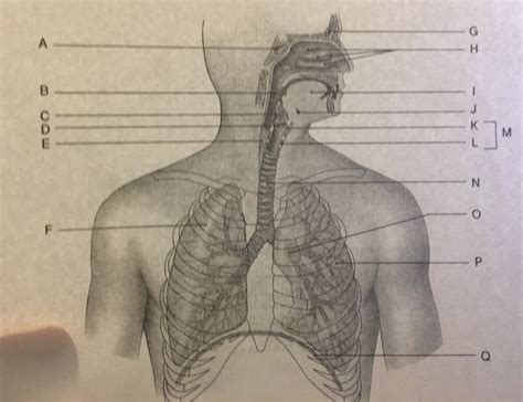 Image result for Respiratory System Composition