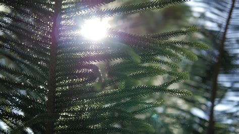 Exploding Tree Slow-Motion 的图像结果