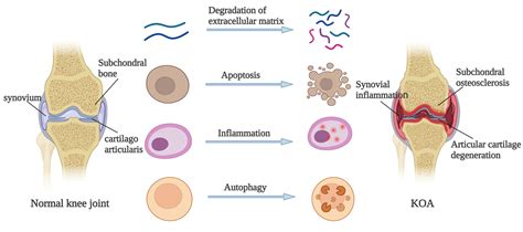 Frontiers | Mechanism of HIFs in osteoarthritis