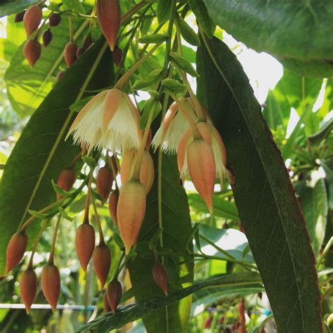 Elaeocarpus Grandiflorus (Lily of the Valley Tree) | Soiled