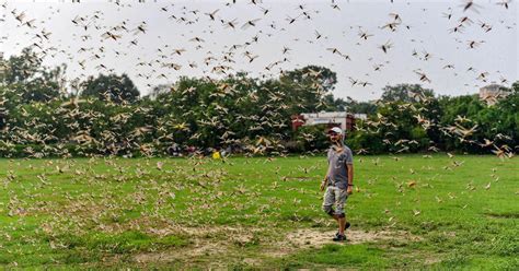 In 2020 so far: A warmer Indian ocean led to two cyclones, locust ...
