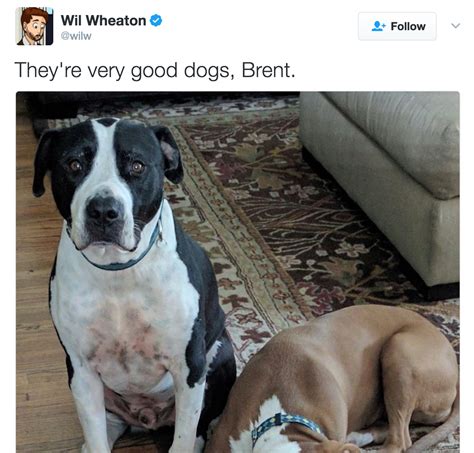 They're Good Dogs Brent Wil Wheaton | Know Your Meme