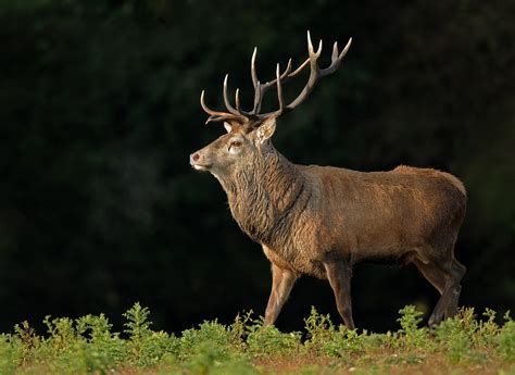 Red Stag Deer Wallpaper