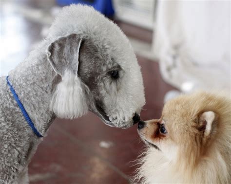 Bizarre Animal Friendships: World's Most Amazing and Outstanding Bonds ...