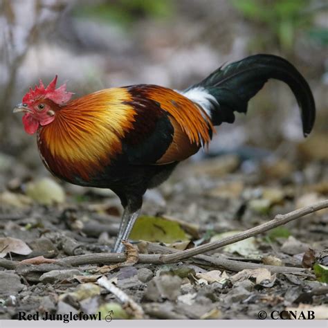 Junglefowl (Gallus gallus) - Chickens - North American Exotic Pheasants - Birds of North America