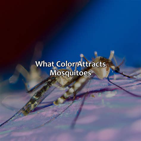 What Color Is Vermillion - colorscombo.com
