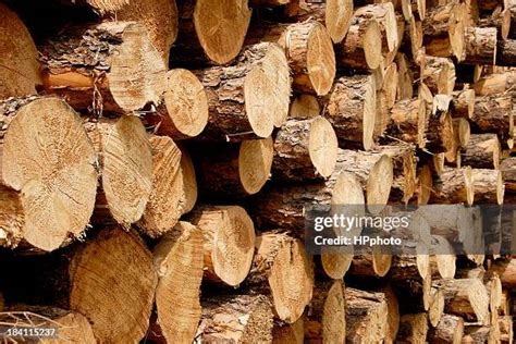 Image result for Pulp Forest