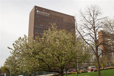 Overview | Division of General Internal Medicine | Albert Einstein ...