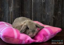 Image result for Spring+Baby+Bunnies