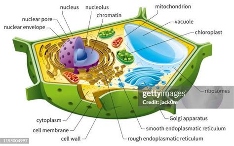 Nature Science Cell 的图像结果