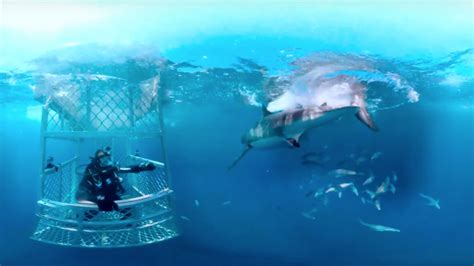 Image result for Shark Week 2016