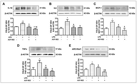 Elucidation of the Molecular Pathways Involved in the Protective ...