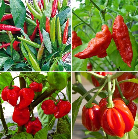 Buy HOT Chilli Collection Contains 4 Varieties Chilli - Thai Hot Chilli ...