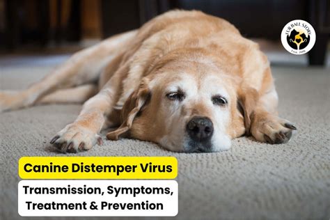 Canine Distemper: Symptoms, Treatment & Prevention