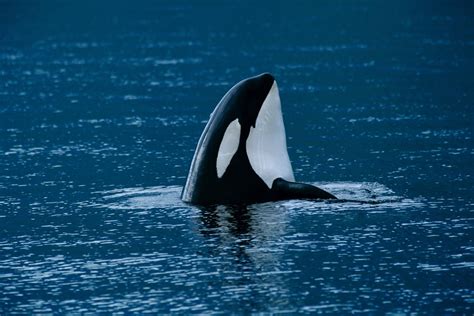 Orca (Killer Whale - Orcinus orca) Facts
