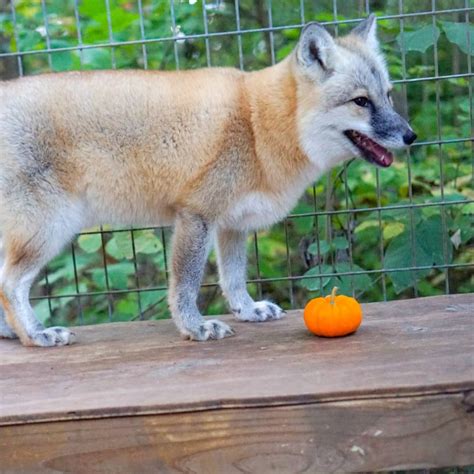 All About Hybrid Foxes - Exotic Pet Wonderland