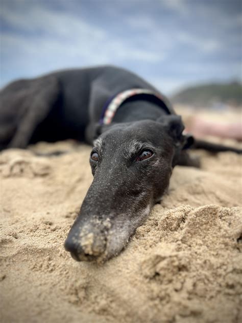 Resting beach face : r/Greyhounds