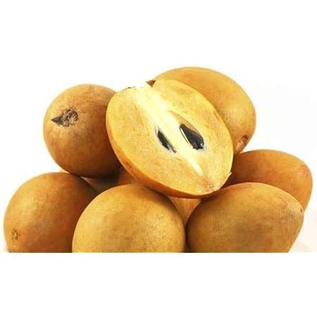 Creative Farmer Live Exotic Fruit Plant Sapota Chiku (Sapodilla ...