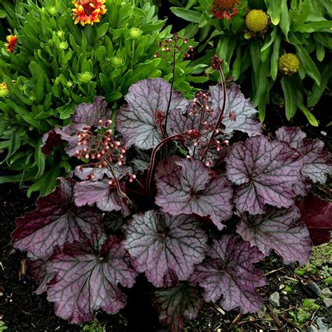 Northern Exposure™ Silver Coral Bells | Plant Addicts