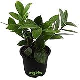 Root Bridges ZZ Indoor Air Purifying Plant (Pot Included): Amazon.in ...