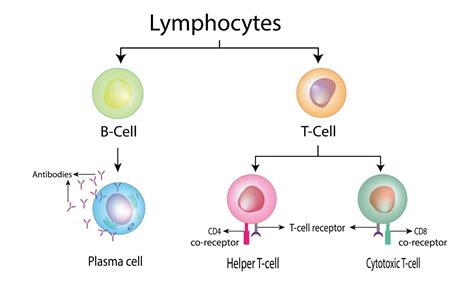 Image result for B Lymphocytes Function