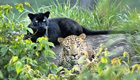 6 States in India Where You Can Spot Black Panther - lifeberrys.com