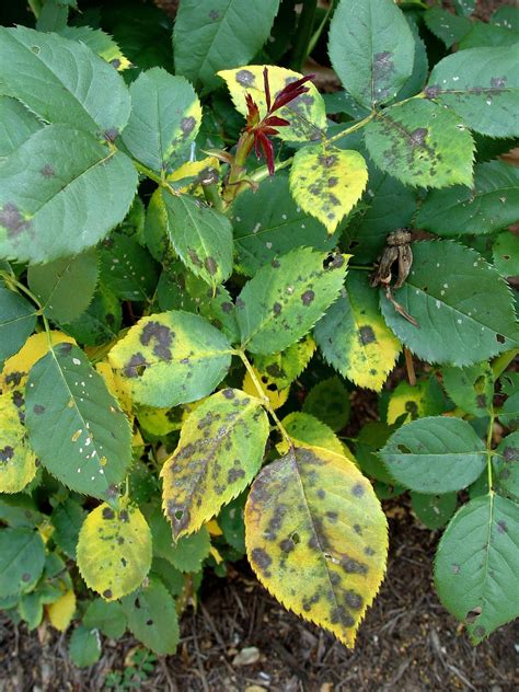 What Causes Yellow Leaves On Knockout Roses? [+ Treatments]