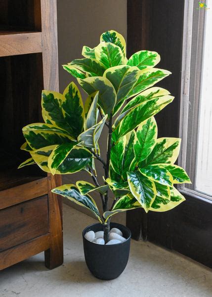 Artificial Pisonia Alba Plant – 65 cm, 30 Leaves, with Basic Pot ...
