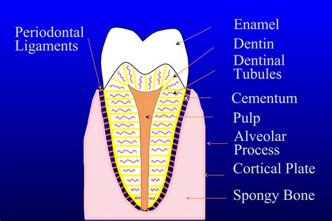 Verona Dental Presents Dental Anatomy By Jim Emms | PPT