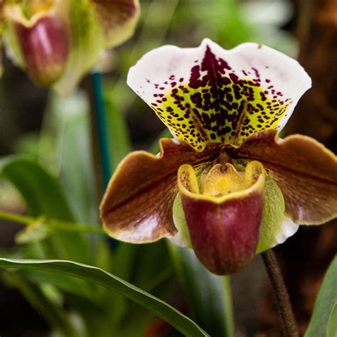 Amazon.com : CHUXAY GARDEN Cypripedioideae-Lady's Slipper Orchids,Lady ...