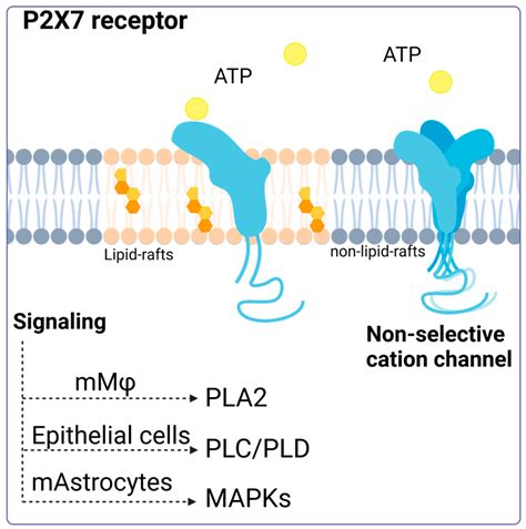 P2X7 Receptor in Dendritic Cells and Macrophages: Implications in ...