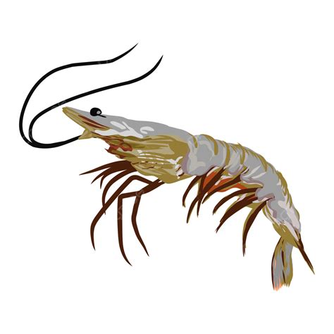Green Shrimp Vector PNG, Vector, PSD, and Clipart With Transparent ...