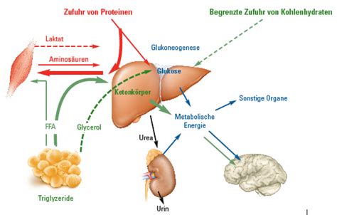 Bildergebnis für sacubitril wirkmechanismus