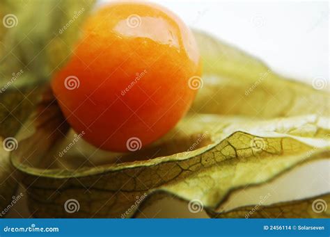 Cape Gooseberry (Physalis) stock photo. Image of cherry - 2456114