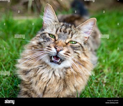 Long haired tabby hi-res stock photography and images - Alamy