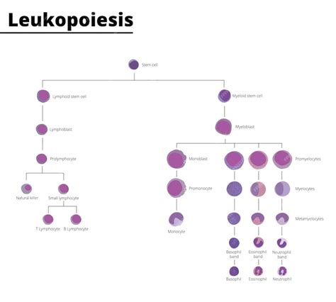 Leukopoëse differentiatie van witte bloedcellen infographic stamcel ...
