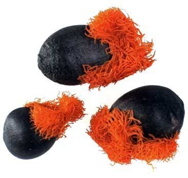 Strelitzia reginae Banks | Plants of the World Online | Kew Science