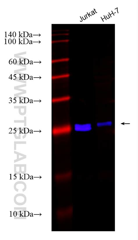 CHMP4B antibody (CL750-81691-2) | Proteintech