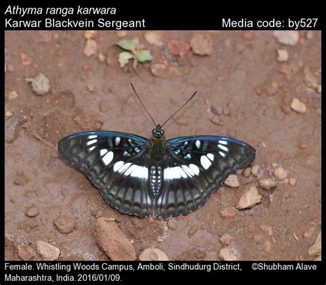 Athyma ranga | Butterfly