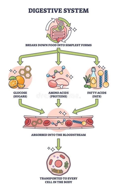 Digestive System Process Step by Step 的图像结果