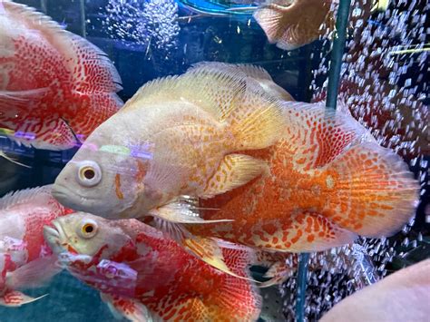 Short Body Albino tiger Oscar (Astronotus ocellatus)