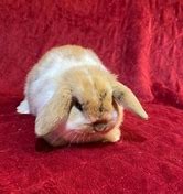 Image result for Broken Orange Holland Lop