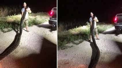 Image result for Fifty Feet Python