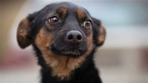 Image result for Dogs Getting Abused