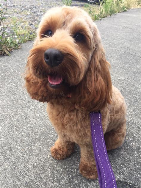 The Ultimate Guide To Grooming Your Cockapoo