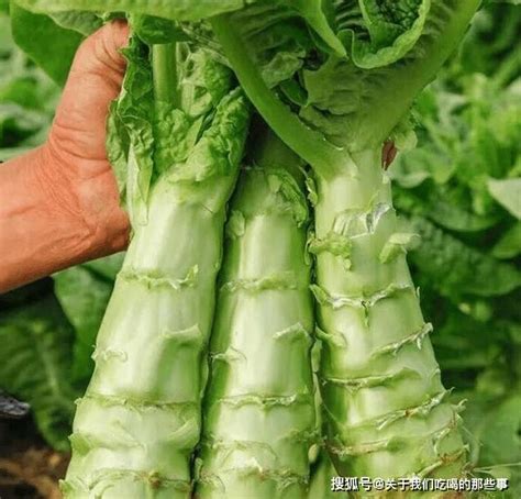 莴笋和莴苣，只差一个字，并不是同一种蔬菜，区别很大，涨知识了 ＊ 阿波罗新闻网