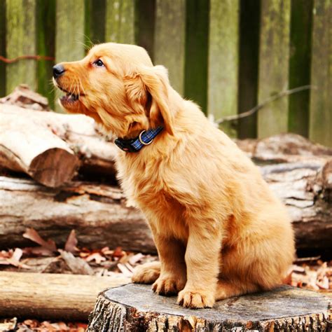 Top 4 Golden Retriever Health Problems! | Furbo SG