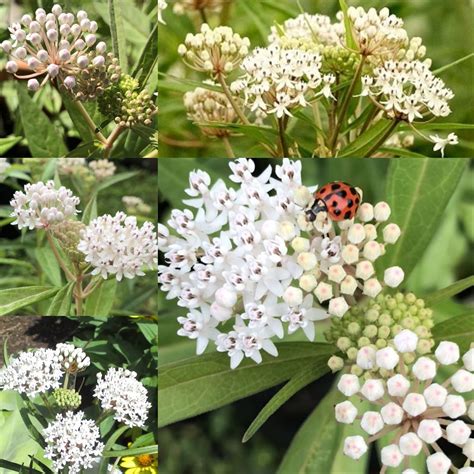 Siluer Sunads 100 Pcs Aquatic Milkweed Seeds For Monarch Butterflies ...