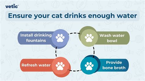 How Do Cats Drink With A Cone? Practical Tips For Pet Owners