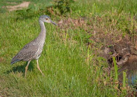 Juvenile Night Heron Black Crowned Night Heron Bird Facts